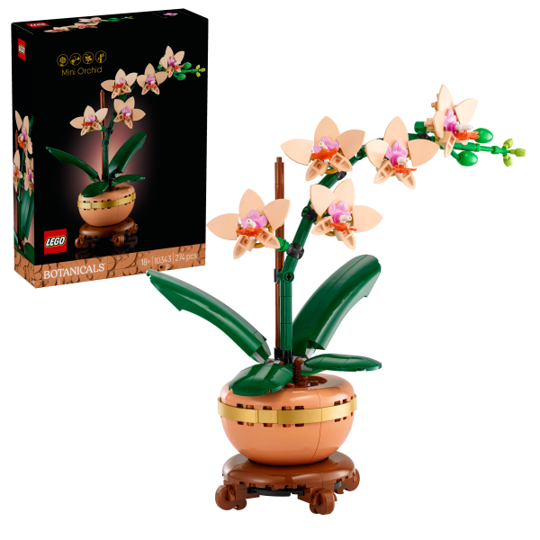 Mini-Orchidee 10343