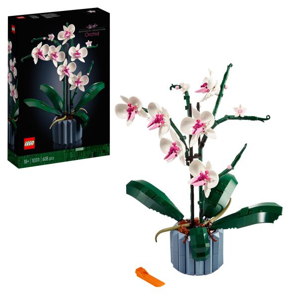 Orchidee 10311