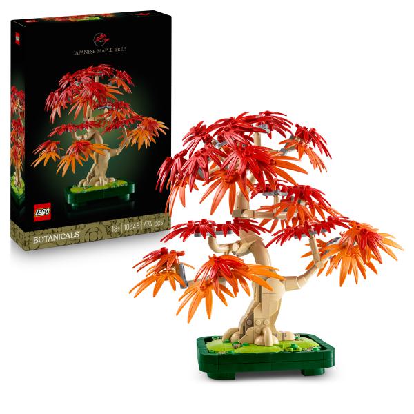 Japanischer Roter Ahorn – Bonsai-Baum 10348